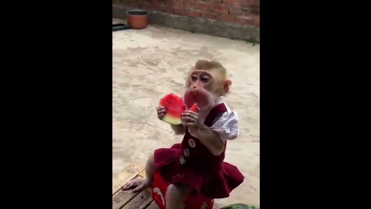Baby monkey watermelon face is the cutest #animals #babymonkey #babyanimal #babyprimate #monkeysr