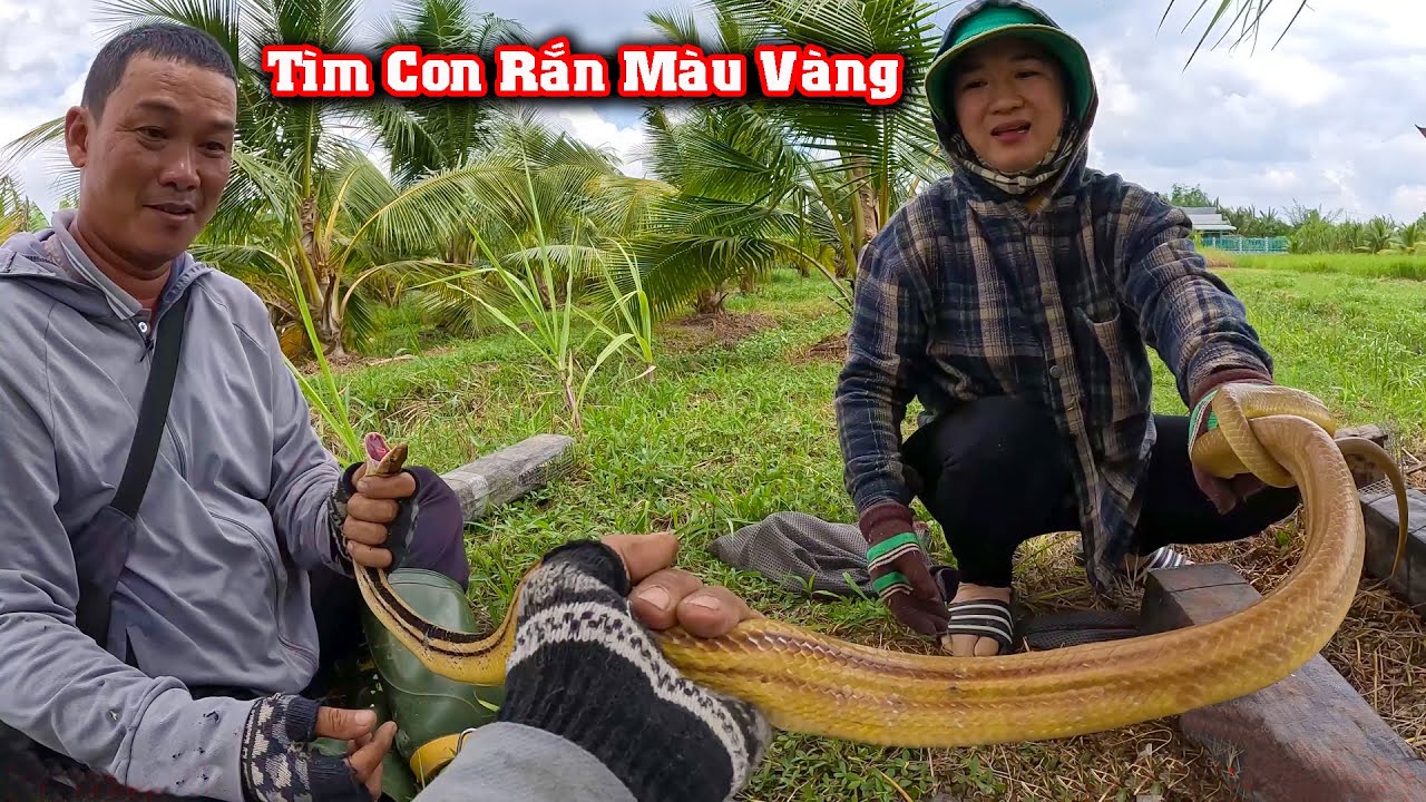 Con Rắn Vàng Lớn Nhất Hôm Nay # CSBR # 381