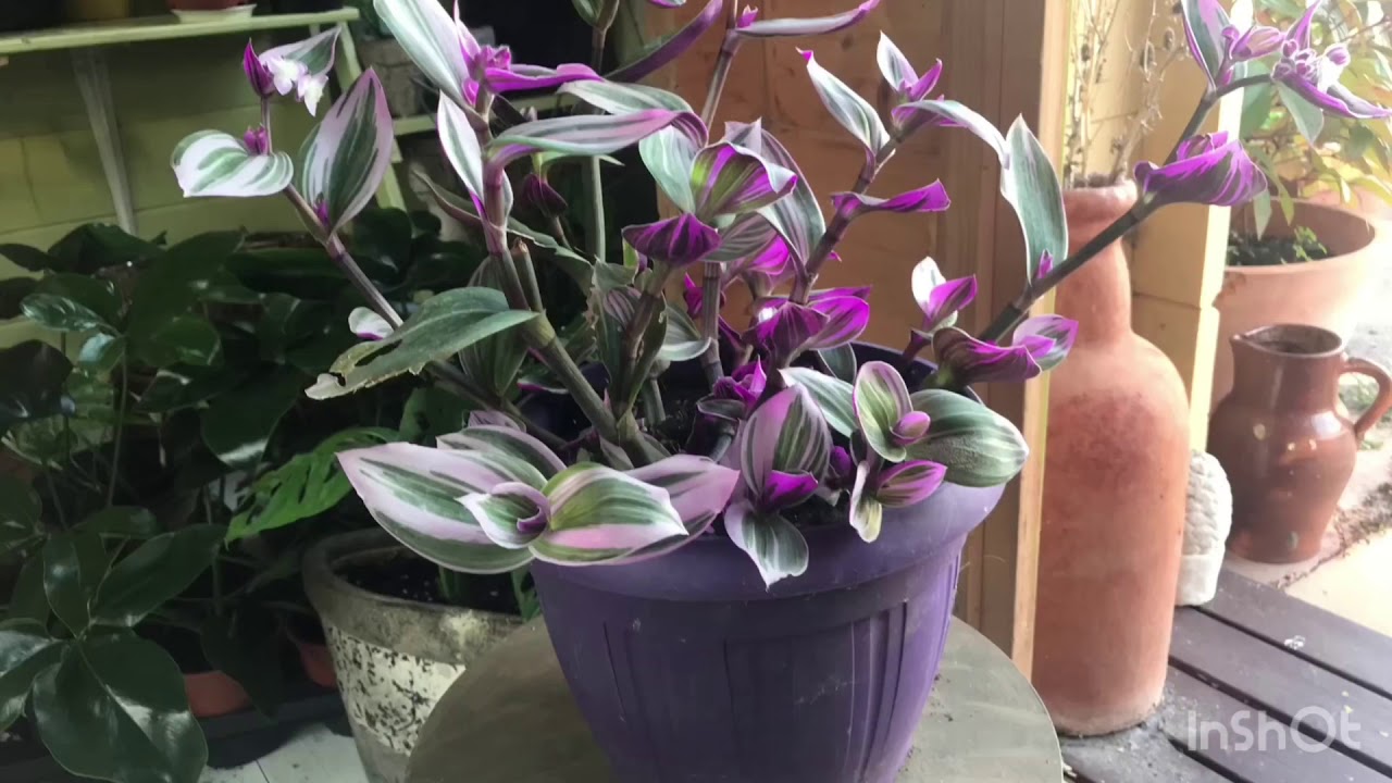 Tradescantia the easiest plant in the world?