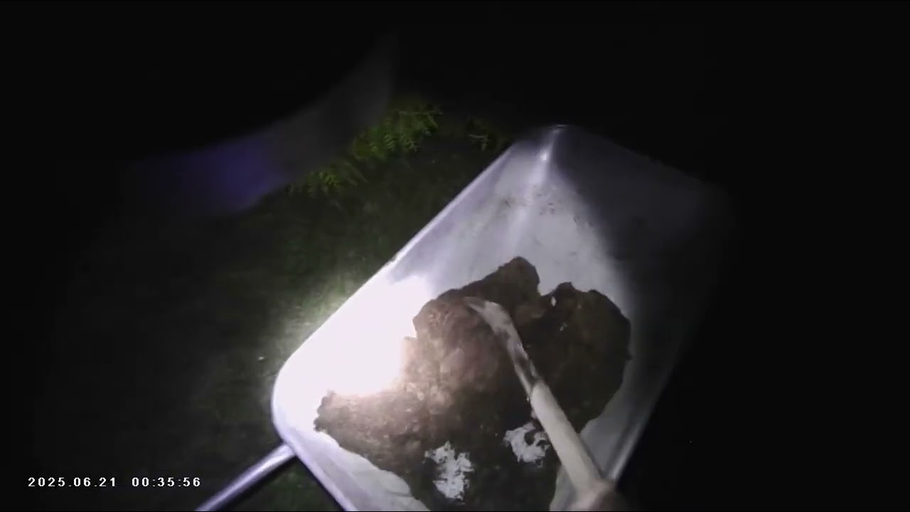 Planter en sv&aelig;rt giftig plante&hellip; Revebjelle 20250621 @HMyrvold