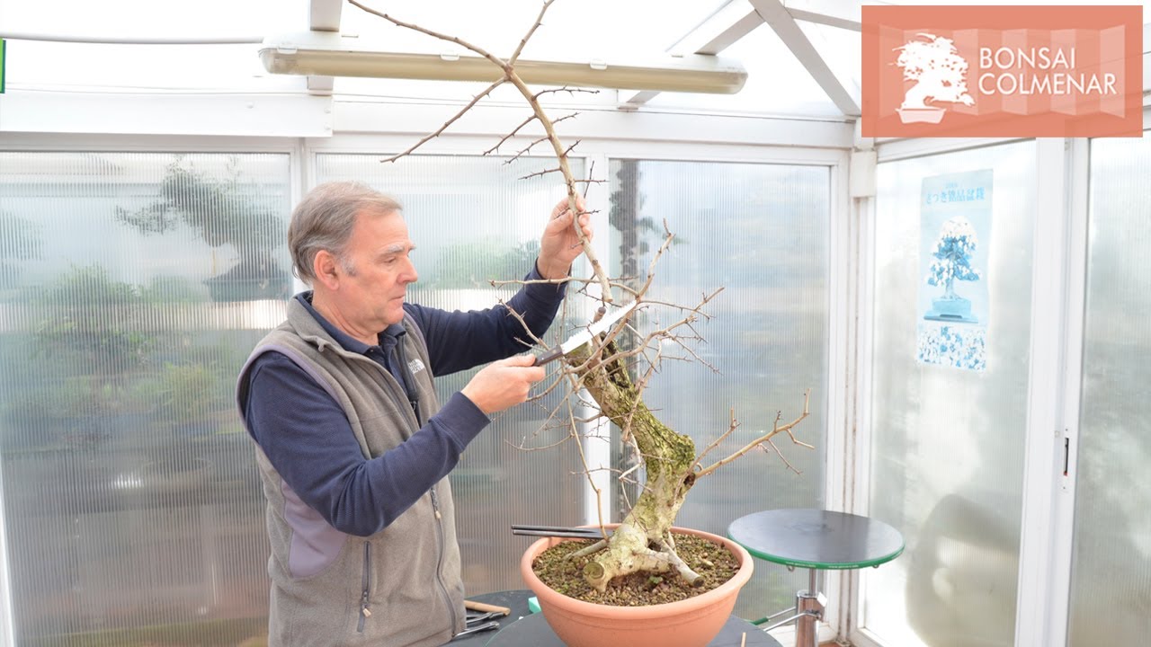 Ápice de espino - Bonsai Colmenar