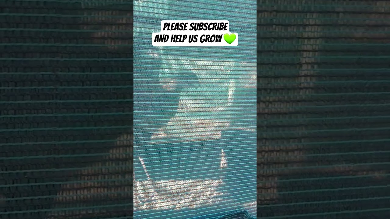 Nothing easy about feeding a wild Secretary bird. 