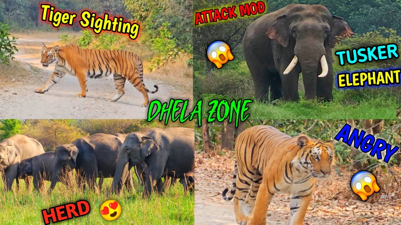 Tiger and   elephant herd sighting  in dhela zone jim Corbett safari