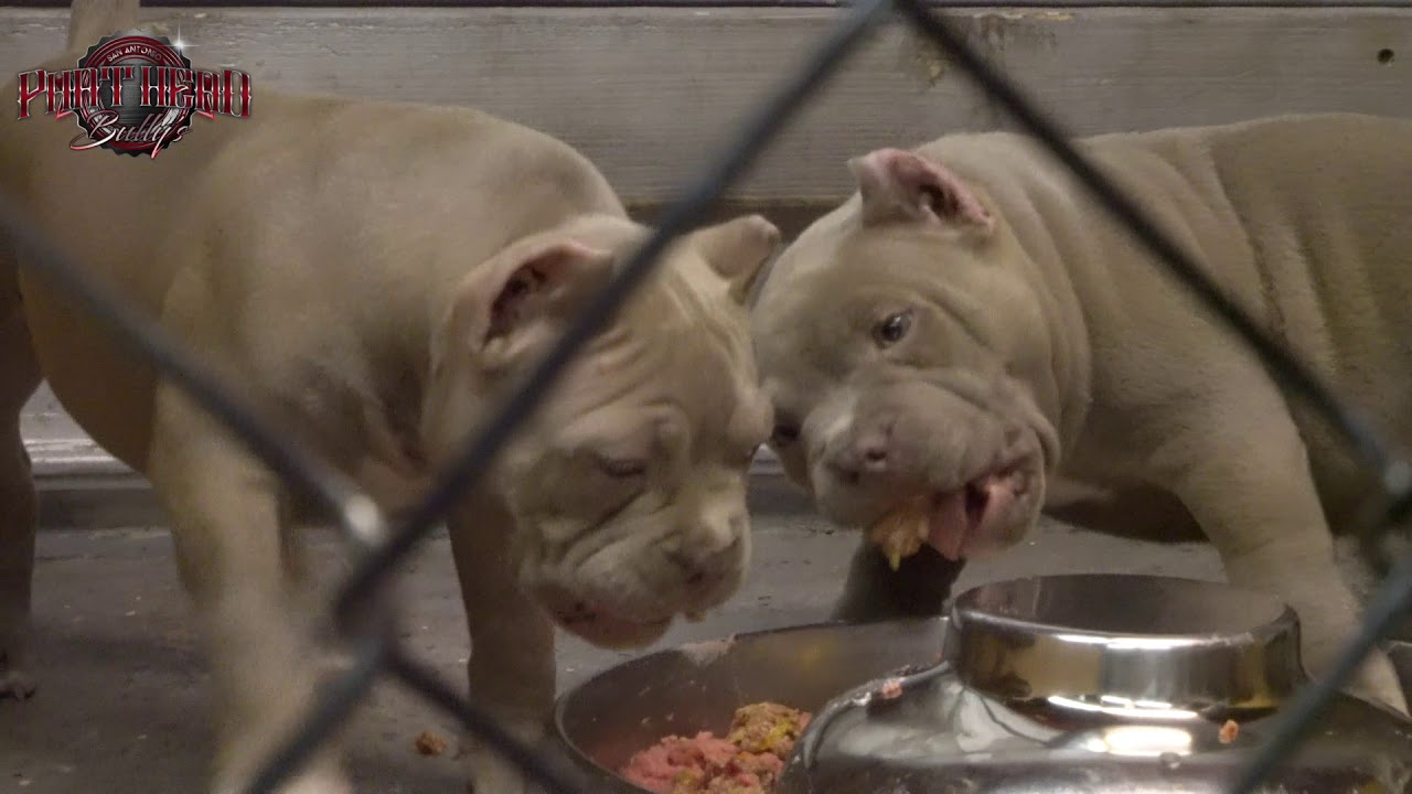 9 Week Old Puppy Feeding (Big Dogs Romania/Louis V Line)
