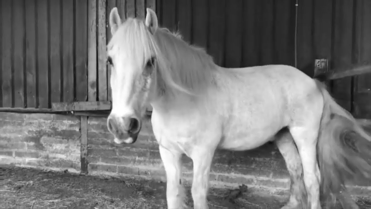 i will look after you