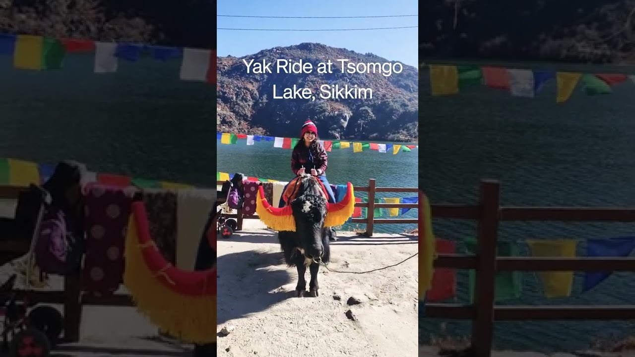 Tsomgo Lake | Yak Ride