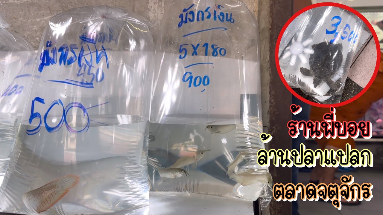 Zing’s Day l ร้านพี่บอย “ล้านปลาแปลก” ตลาดปลาจตุจักร