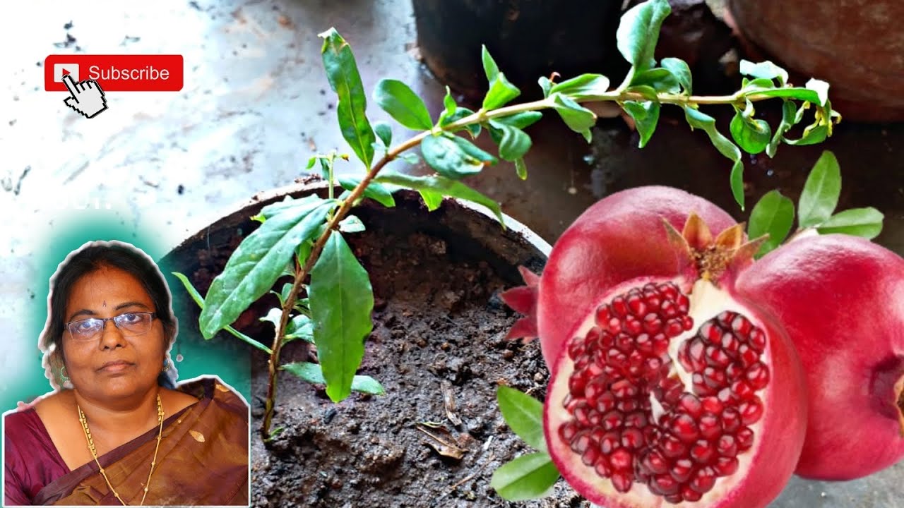 மாதுளை வளர்ப்பில் யாரும் சொல்லாத குறிப்புகள் | Pomegranate in #terracegarden #rooftopgarden