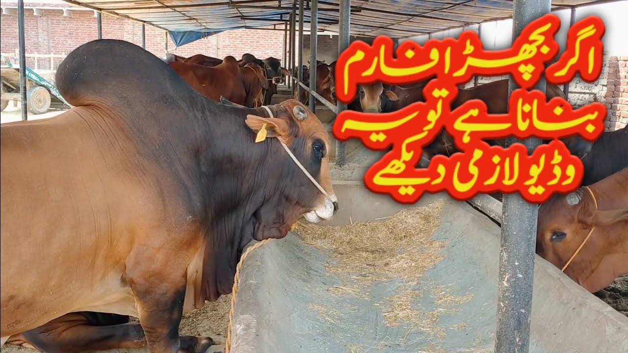 بچھڑا فارمنگ پاکستان | Calf Farming in Pakistan I how to start calf Farming| Calf Farm in Pakistan