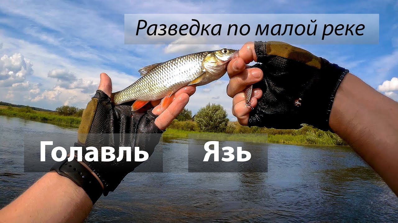 🇷🇺 Река Сож, Россия. Голавль, Язь. Разведка по малой реке. 2017/08.