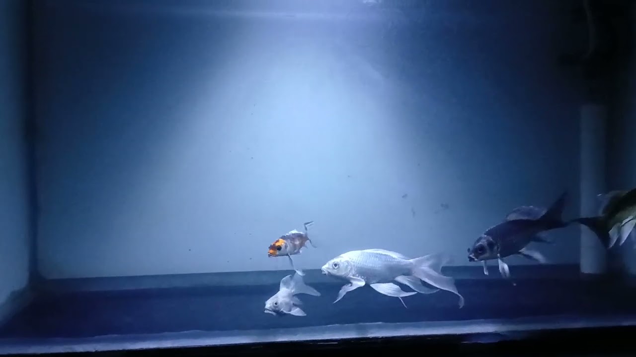 Koi Butterfly Slayer