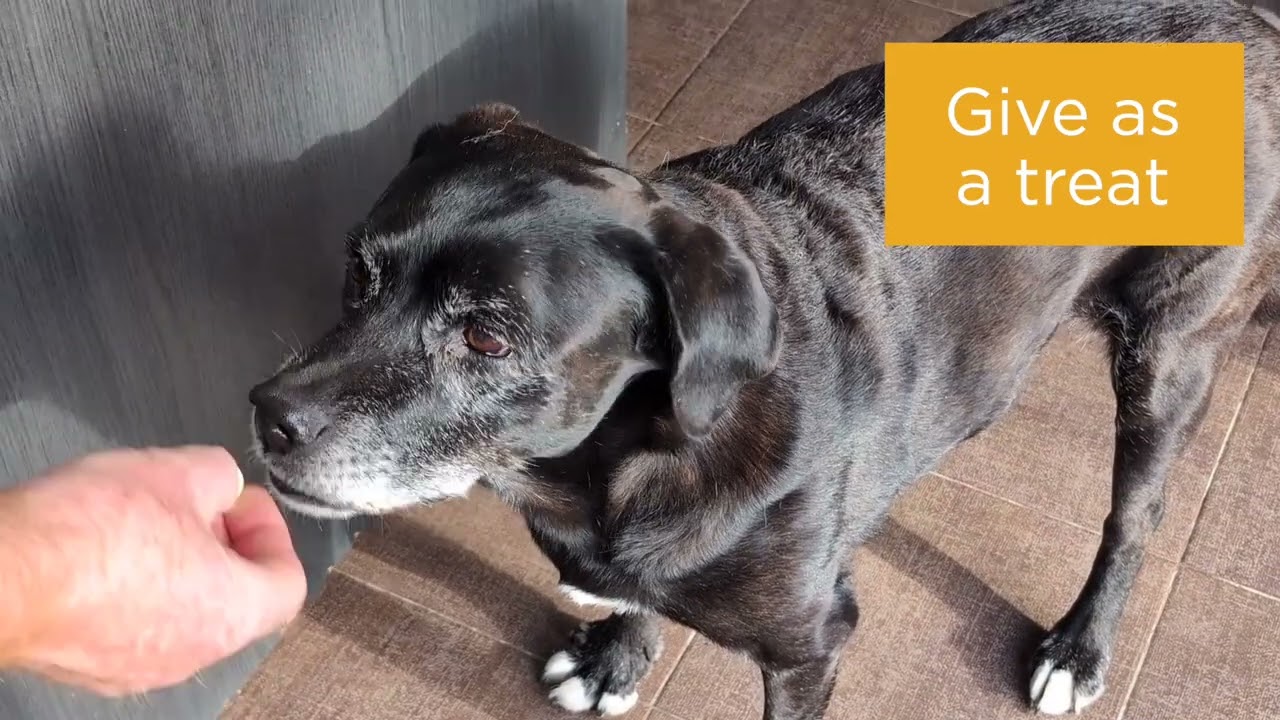 How to Use maxxiflex+ Joint Supplement for Dogs