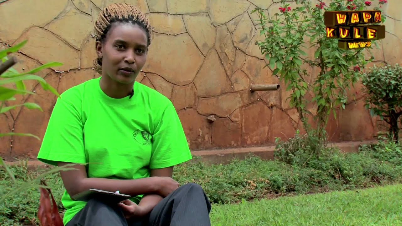 COMBINED HARVESTER - HAPA KULE NEWS