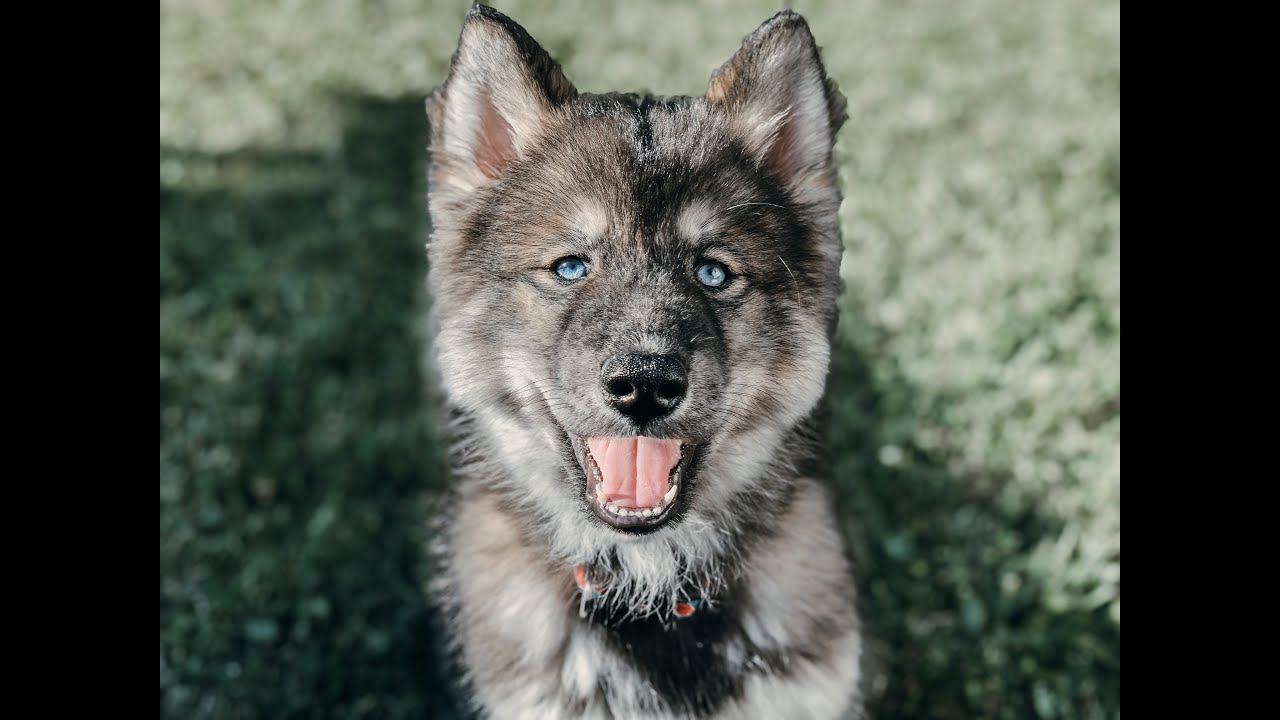WE GOT AN AGOUTI SIBERIAN HUSKY PUPPY!