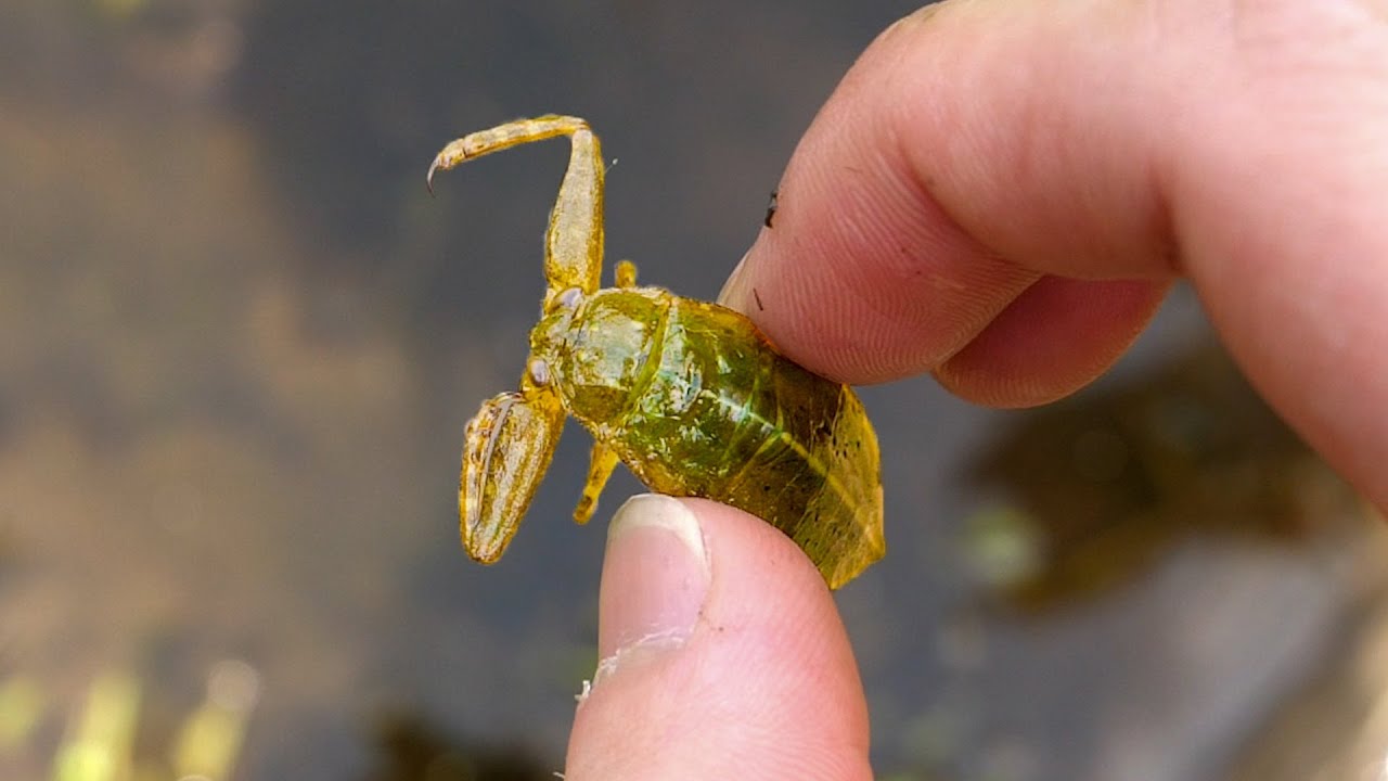 幻の昆虫 タガメのいる水路探し