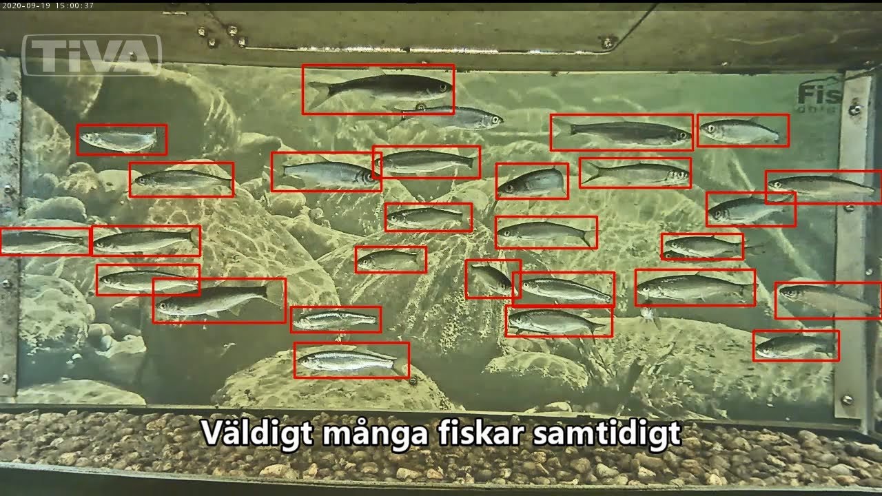TiVA Fiskräknare och fiskräkning