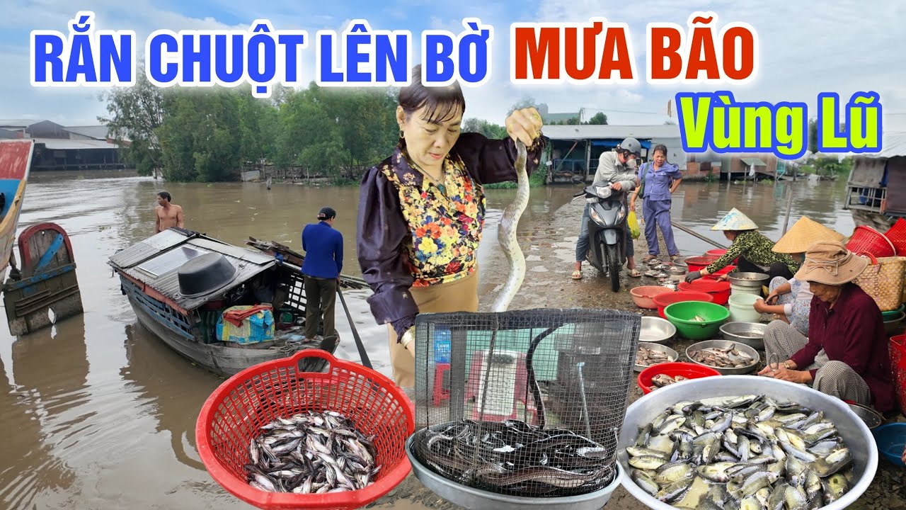 MƯA BÃO VÙNG NƯỚC LŨ RẮN CHUỘT, CÁ ĐỒNG LÊN BỜ QUÁ RẺ Ở CHỢ QUÊ MỸ PHƯỚC TÂY