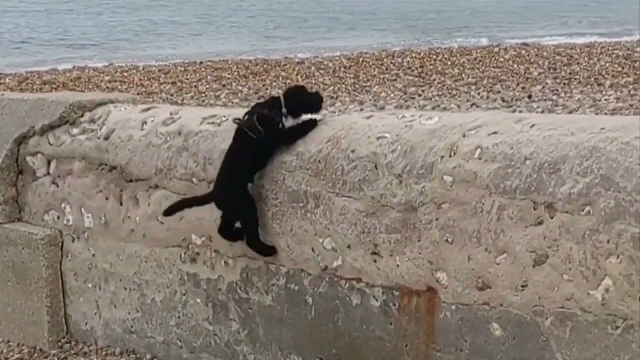 Poodle Tricks & Stunts, Funny 🐕