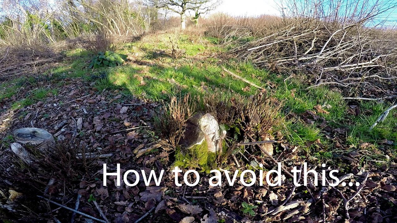 Deer Kill Hazel Coppice - The Real Story 2022 to 2024
