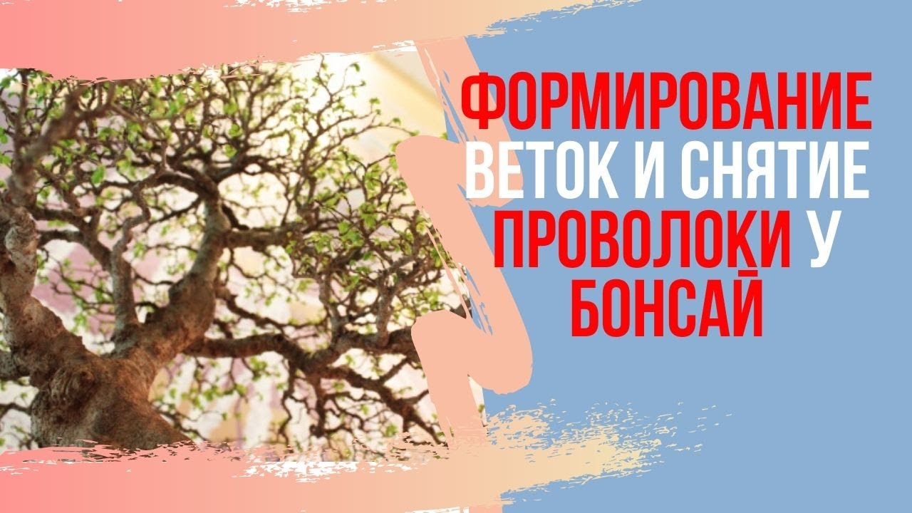 Формирование веток бонсай! Снятие проволоки у бонсай из вяза мелколистного.