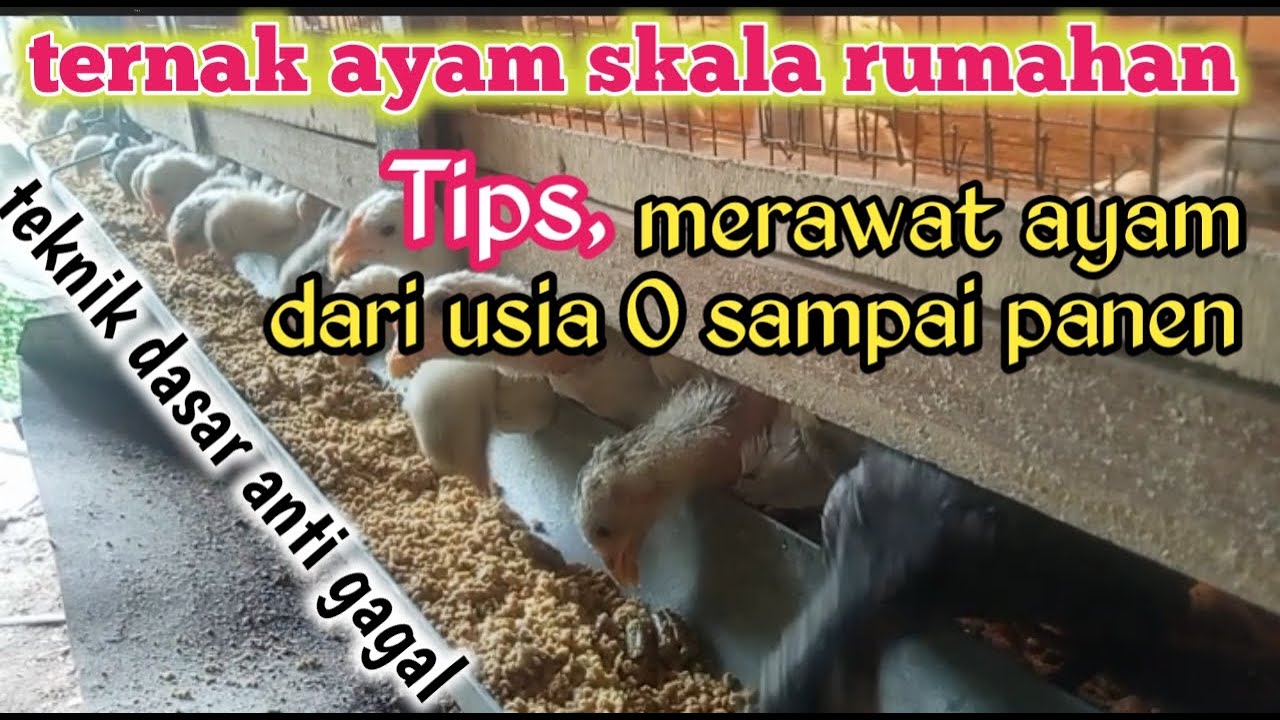 langkah merawat ayam dari Doc sampai panen, ternak rumahan