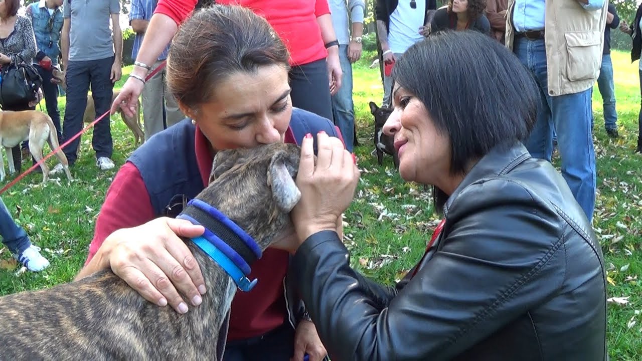 SOS Levrieri Adozioni Galgo 18 Ottobre 2014