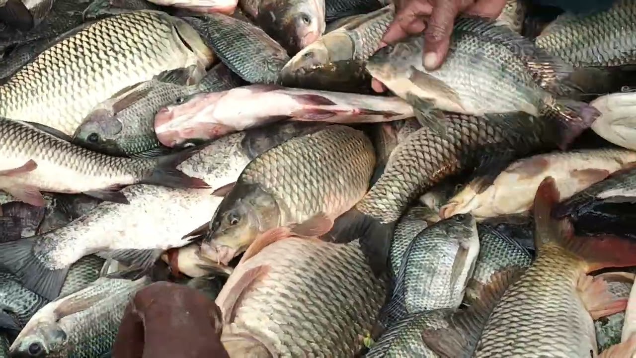 jal kauwa hai fish traping me phas gya 🐋🐳 #fish #lifeisbutadream #fishingworld #catchingfish