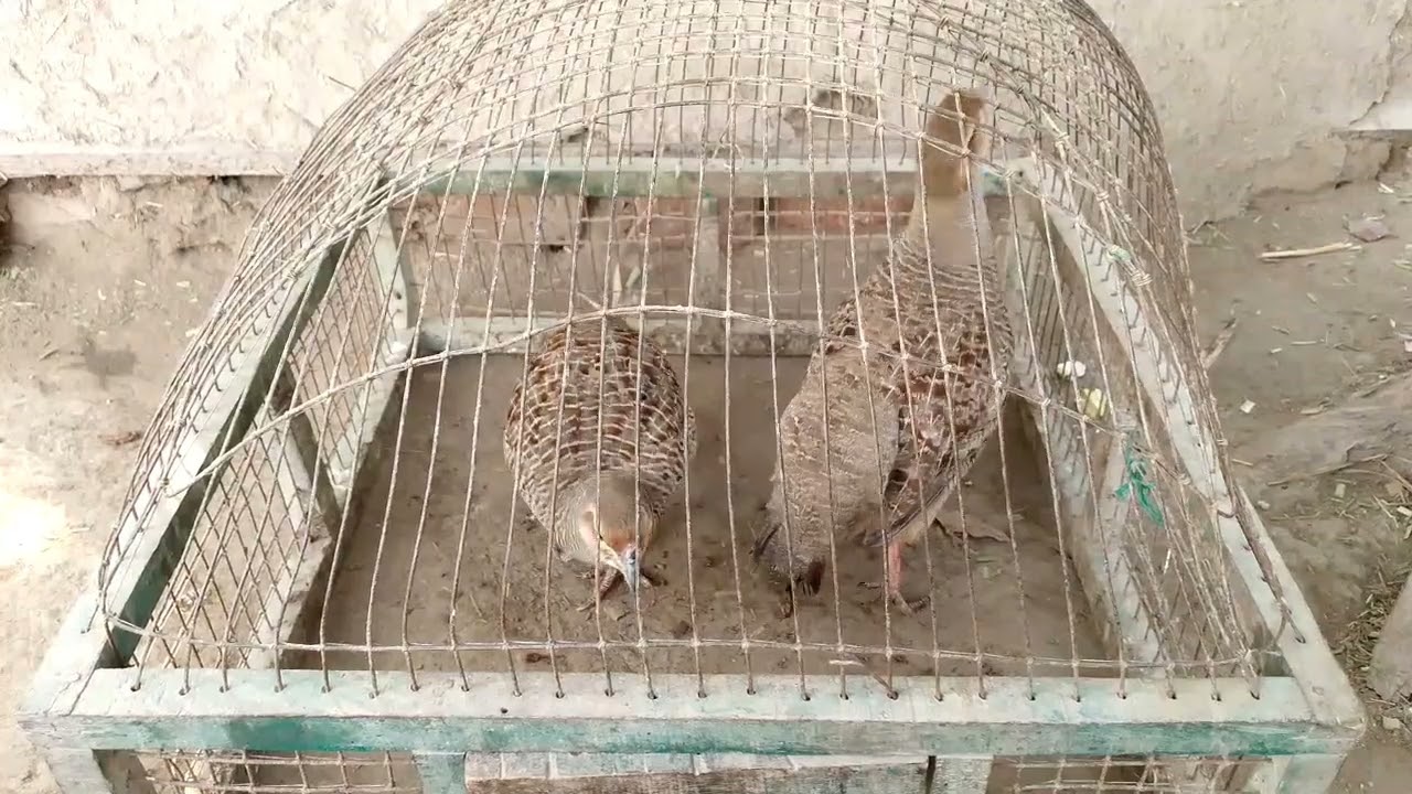 Dakhne Teetar new Titar pakdne ka tareeka Jangali Titar ki Shekhar karne ka tareeka Male Titar ki 