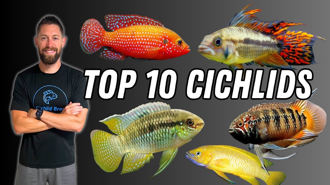 Top 10 Dwarf Cichlids | Best Cichlids for Small Aquariums