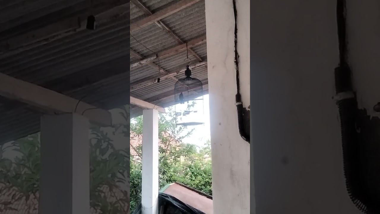 Putar satu menit  trucuk anda pasti nyaut