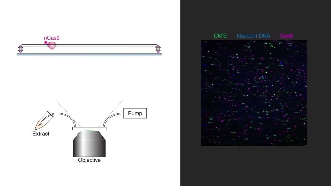 Cell Press Research In Action