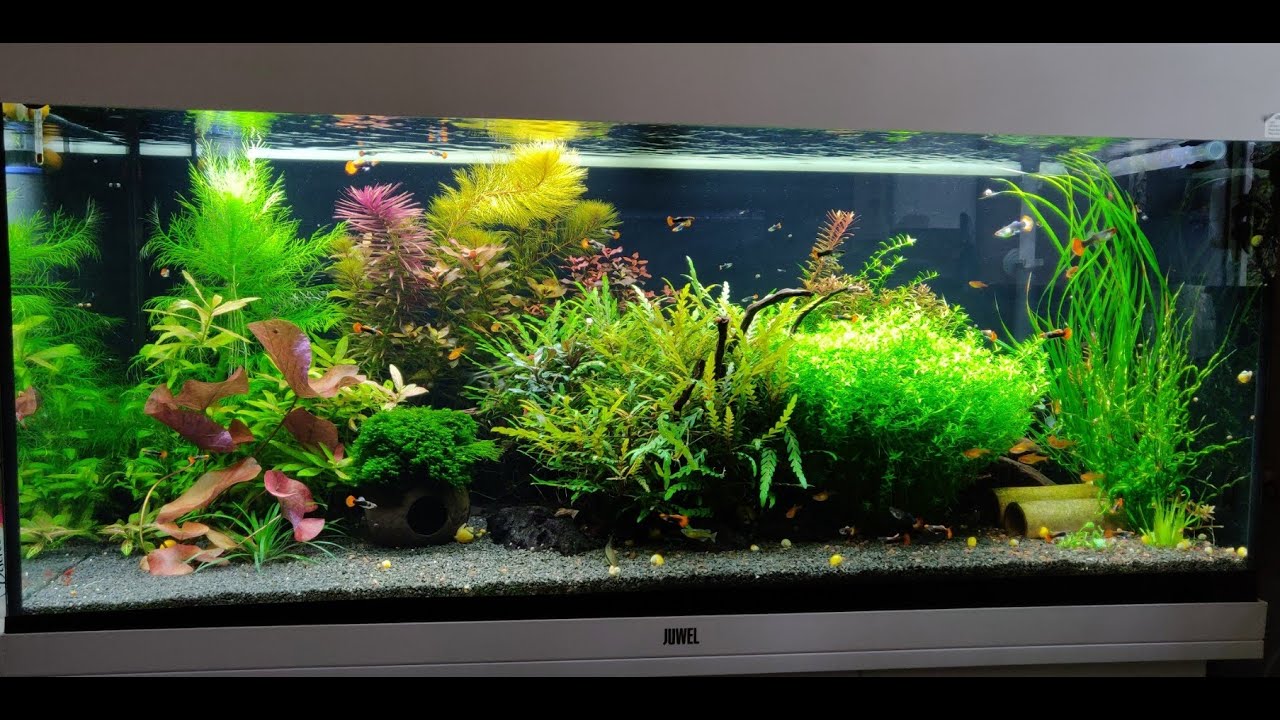 Juwel Rio 180 - My Fish Tank