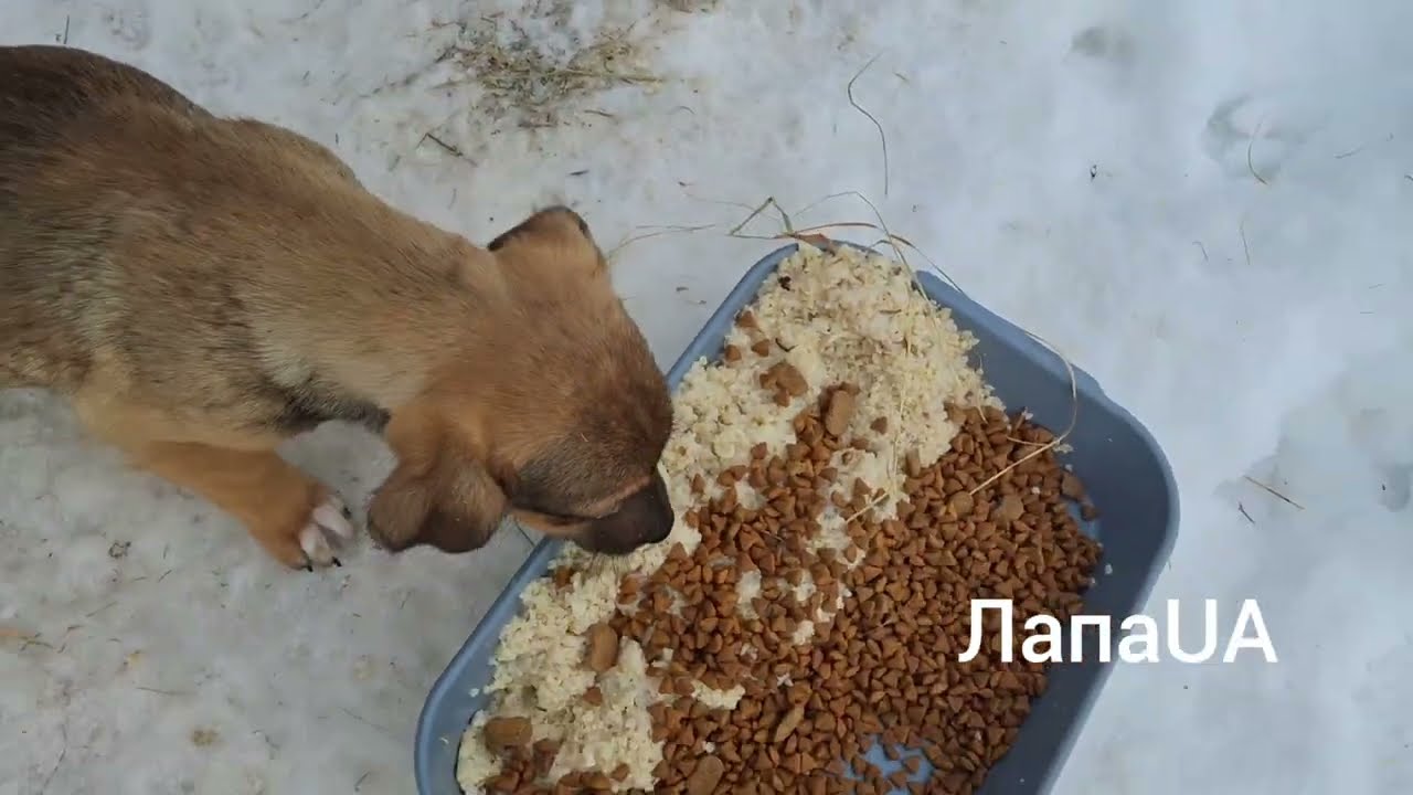 Відвідали цуценят на смітнику, знову холоднішає😰