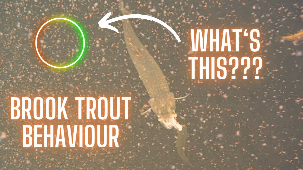 Understanding Brook Trout Underwater Behavior Ice Fishing Spoons and Jaw Jacker