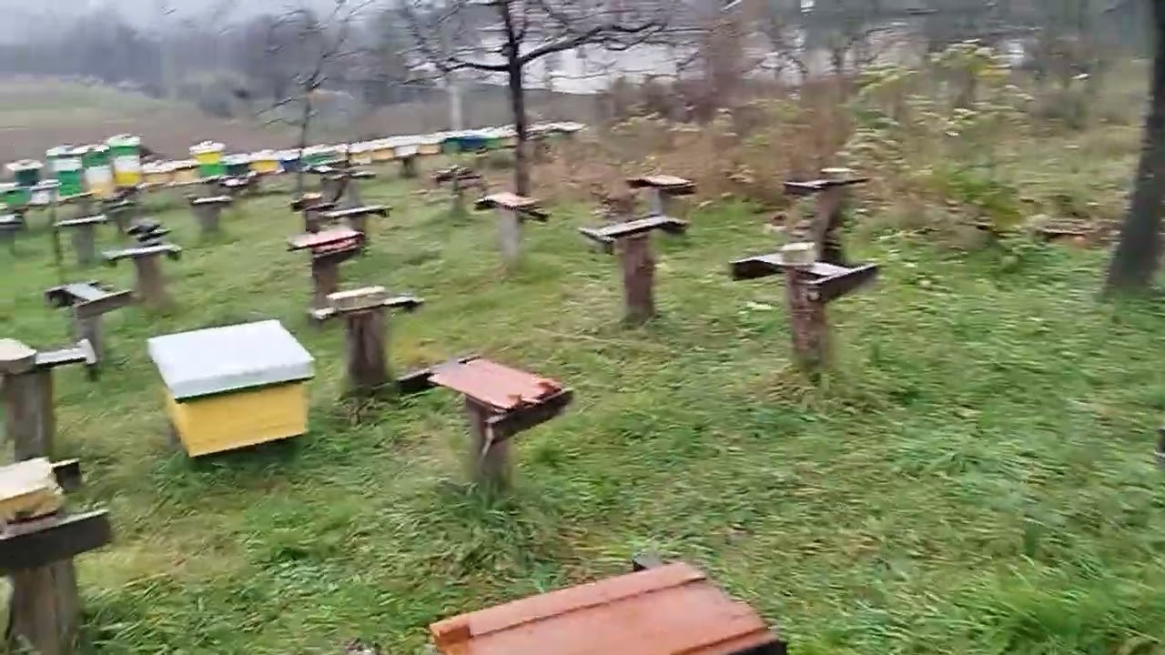 Зима Хурма та Гігант Фую /Гана Фую/.