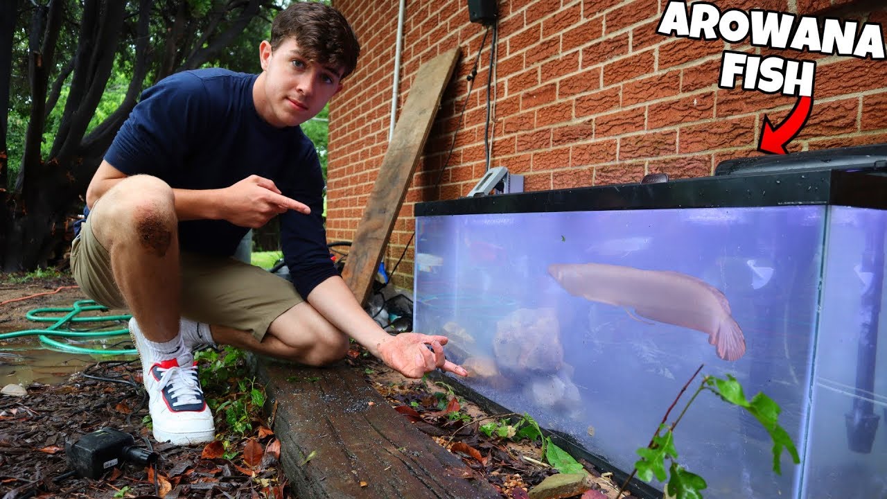 Subscriber Gives Me INSANE EXOTIC Fish -- Arowana + Red Tail!!!