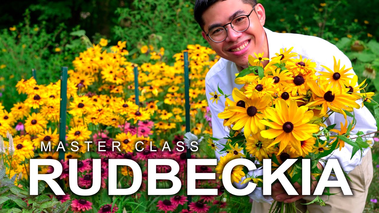 How to Grow Rudbeckia (Black-Eyed Susans) from Seed to Bouquet