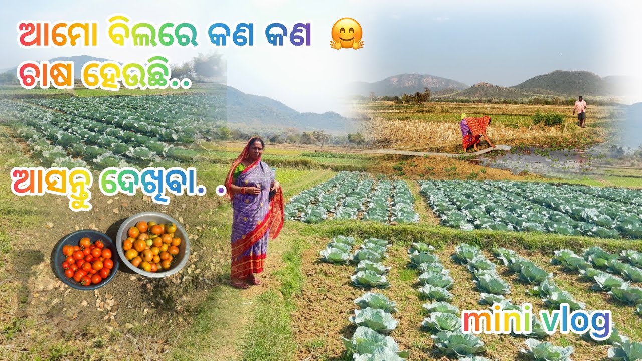 ଆମୋ ବିଲରେ କଣ କଣ ଚାଷ 🤗 ହେଉଛି ଆସନ୍ତୁ ଦେଖିବା.. Mini vlog 🎥🎥 