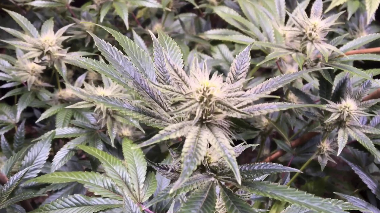 WEEK 1/3 GG#4 SNOW DAWG STAR KILLER