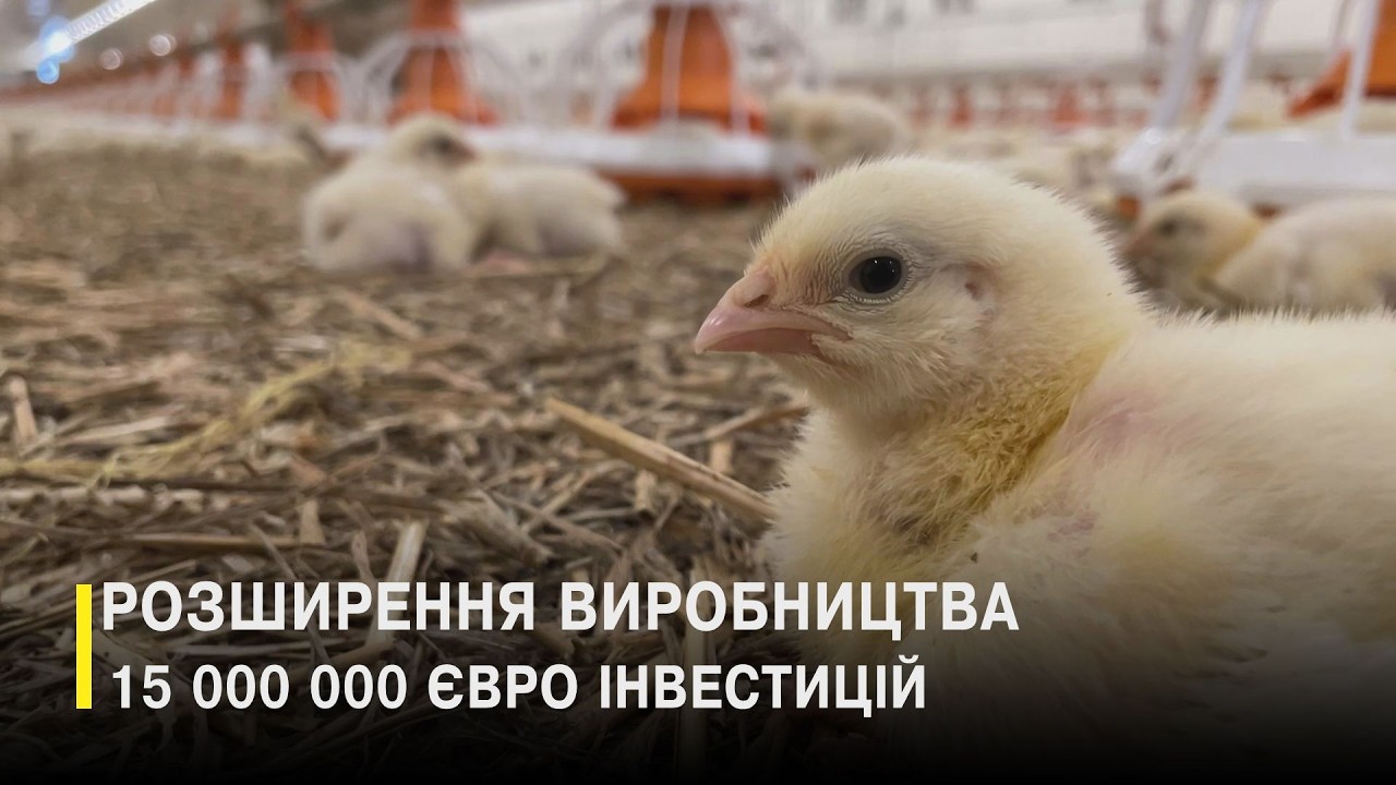 Агроінвестиції під час війни: Avesterra Group запустила 20 нових пташників на Волині