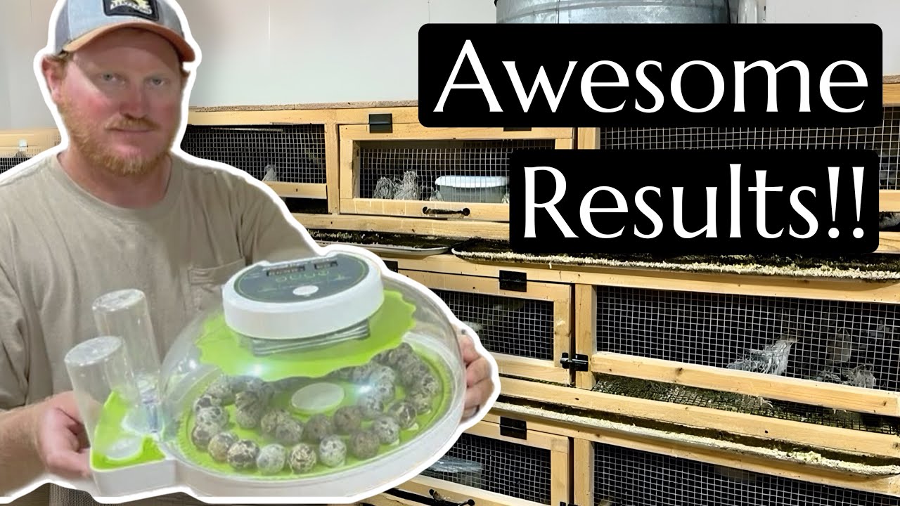 Amazon’s Best Quail Incubator!