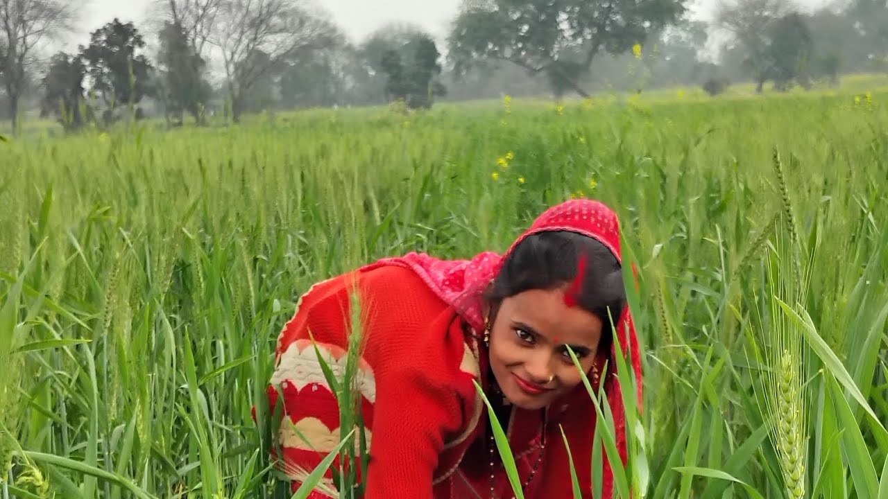 Desi block khet per aai thi sem todne dekha Kisi ka nuksani🌾🌾🌾😂😂🤣