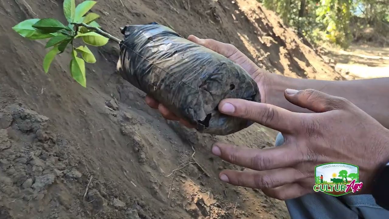 Prácticas de injertación y transplante de plantas en viveros #inta #culturagrotv #agricultura