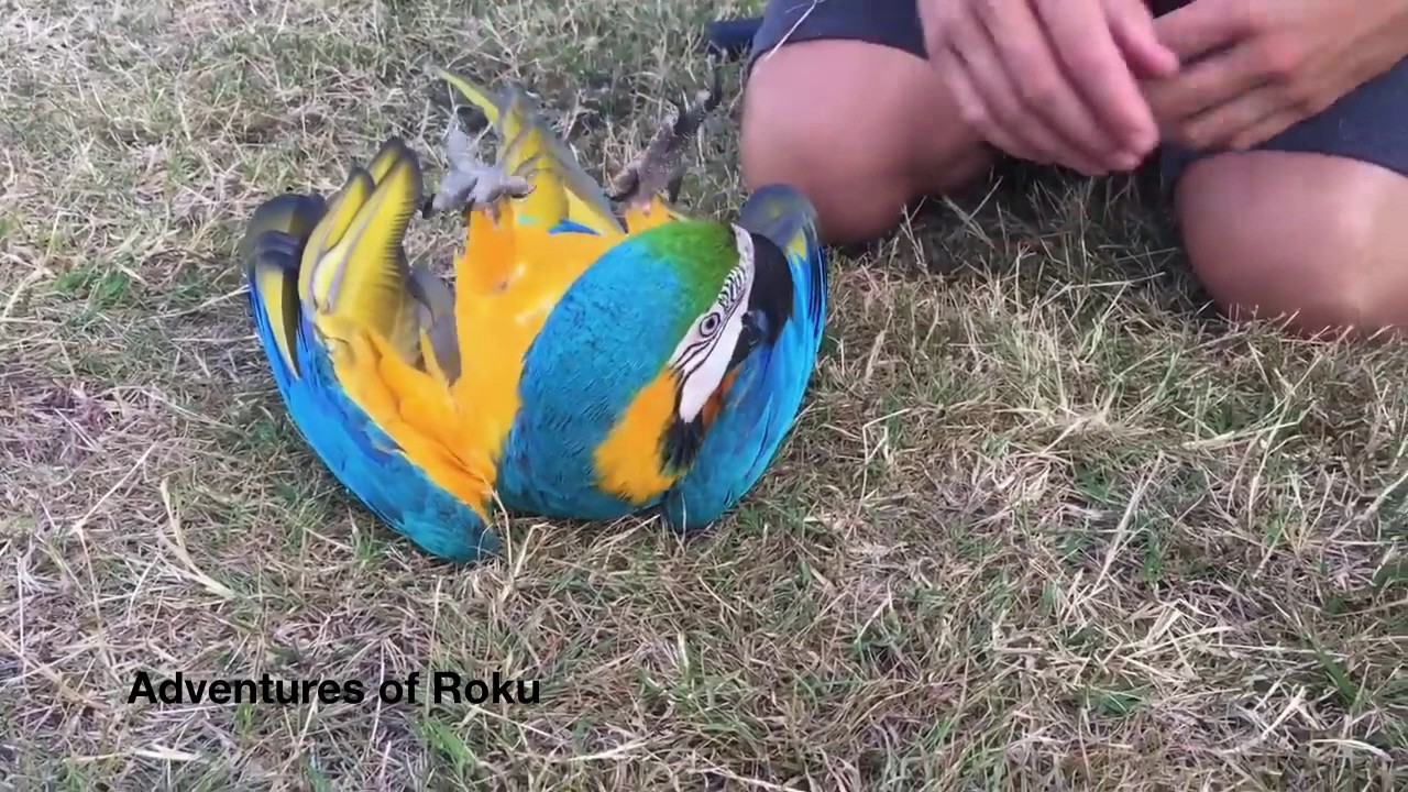 Parrots love affection and playtime
