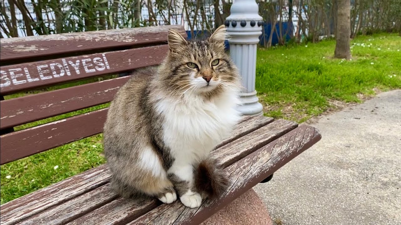 The Secret Life of Park Cats Nobody Talks About 🥰