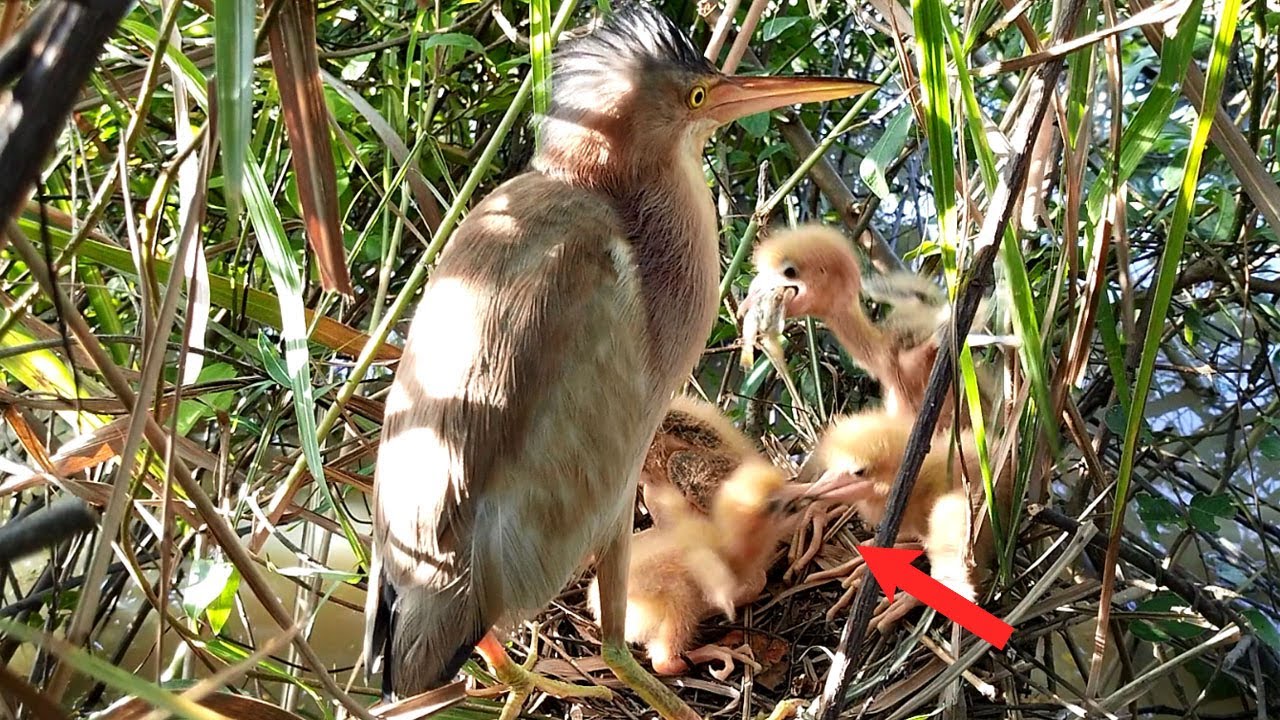 Baby Birds Compete for Food in Front of Their Mother