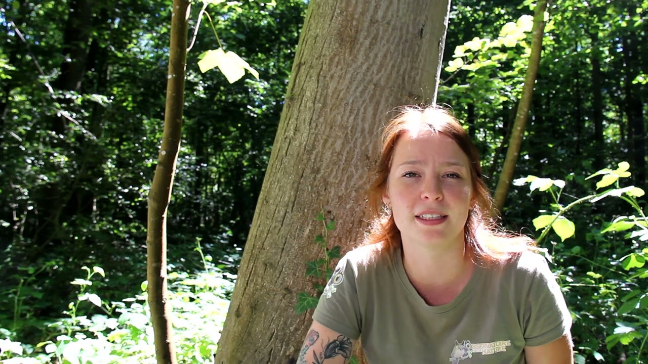 La chronique nature : Les racines de l'arbre