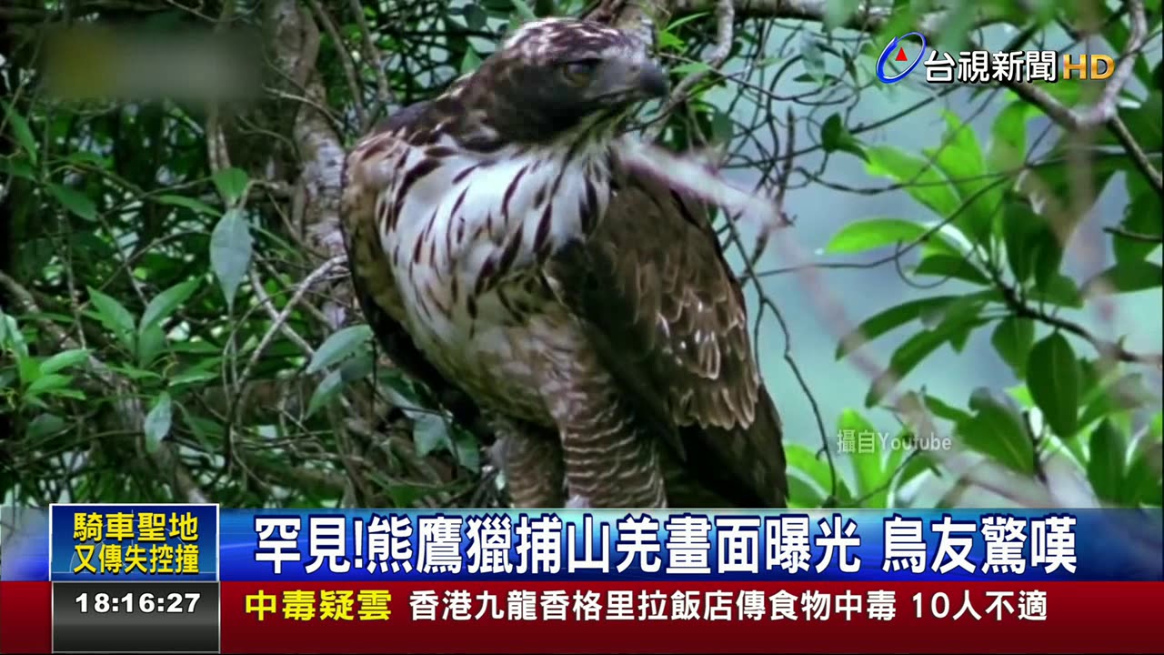 傳說成真!鳥友熬6年拍到熊鷹獵捕山羌