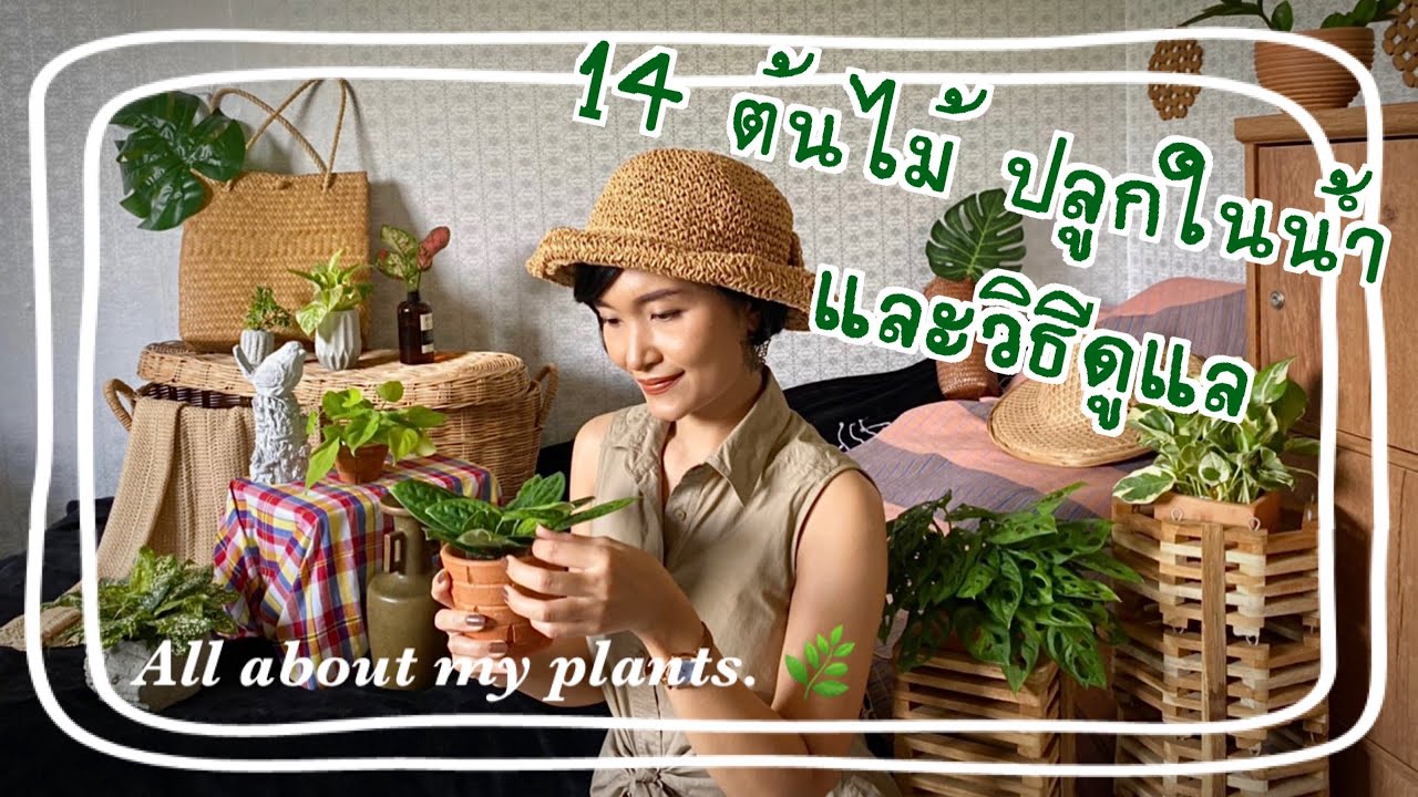 14 ต้นไม้ปลูกในน้ำ และวิธีดูแล #ปลูกต้นไม้ในน้ำ #ต้นไม้ฟอกอากาศ #ปลูกต้นไม้ในห้องนอน
