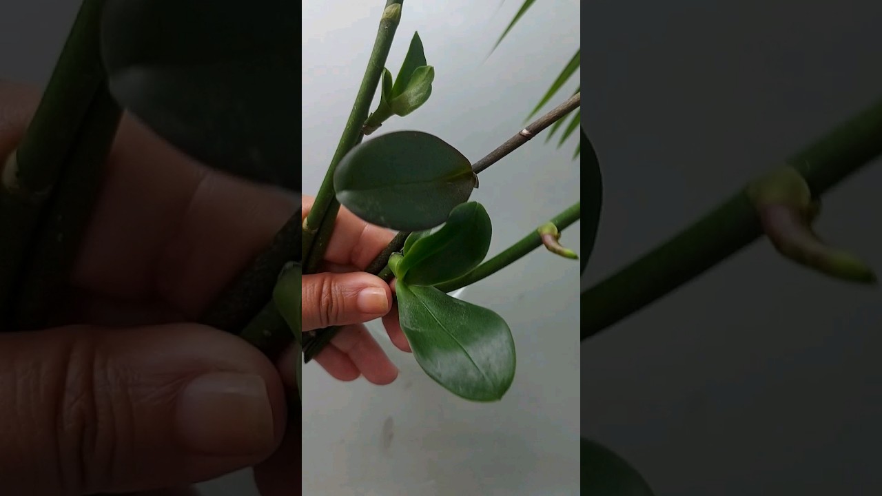 FA&Ccedil;A LINDAS MUDAS DE ORQU&Iacute;DEA PHALAENOPSIS COM AS HASTES FLORAIS